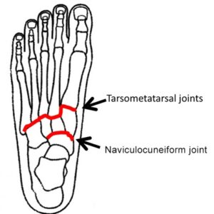 midfoot joints
