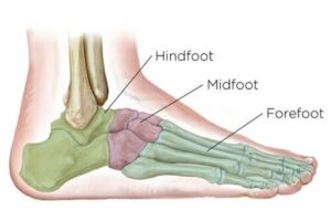 midfootbones